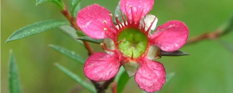 松红梅-桃金娘科薄子木属
