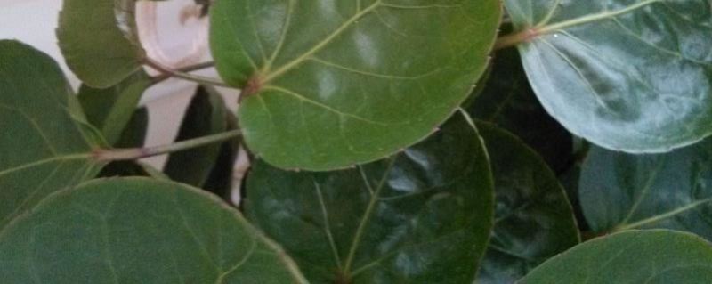 金钱兜-五加科南洋参属