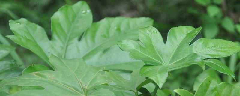 八角金盘-五加科八角金盘属