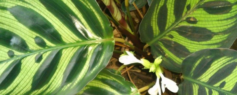 孔雀竹芋-竹芋科肖竹芋属