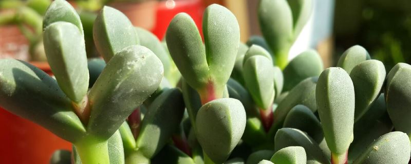 鹿角海棠-番杏科鹿角海棠属