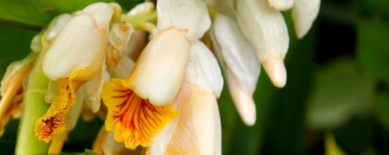 姜花-姜科姜花属