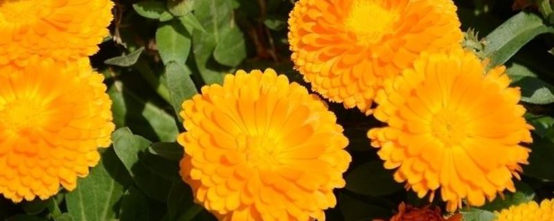 金盏菊-菊科金盏菊属