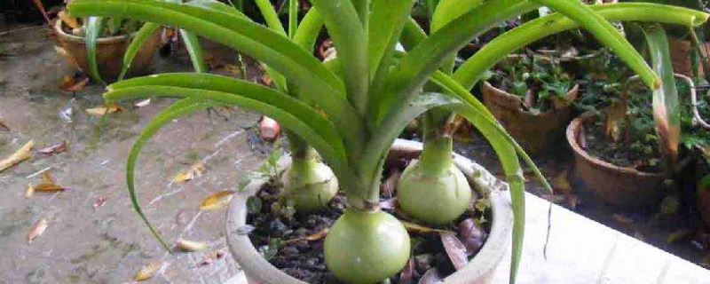 虎眼万年青-百合科虎眼万年青属