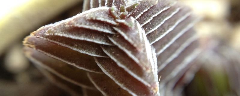 茜之塔-景天科青锁龙属