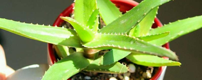 不夜城-百合科芦荟属