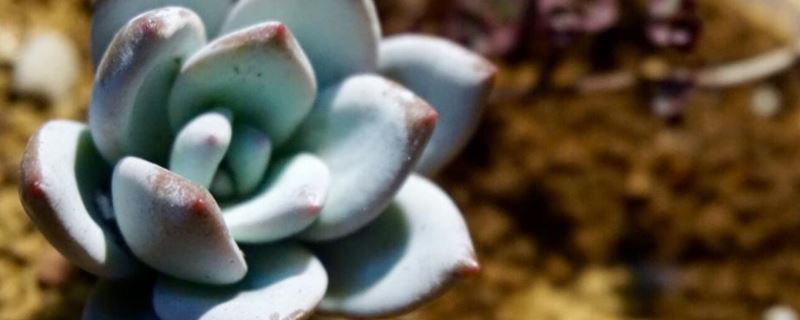 霜之朝-景天科厚叶石莲属