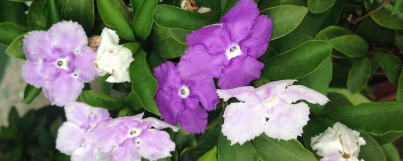 双色茉莉-茄科鸳鸯茉莉属