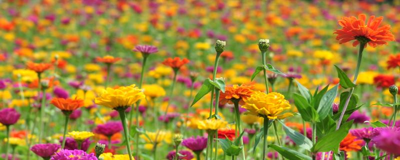 百日草-菊科百日菊属