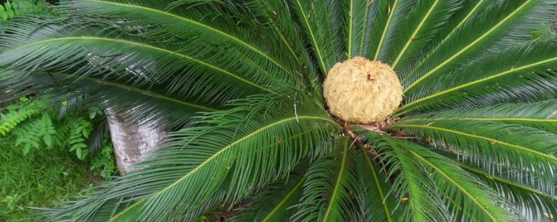 苏铁-苏铁科苏铁属