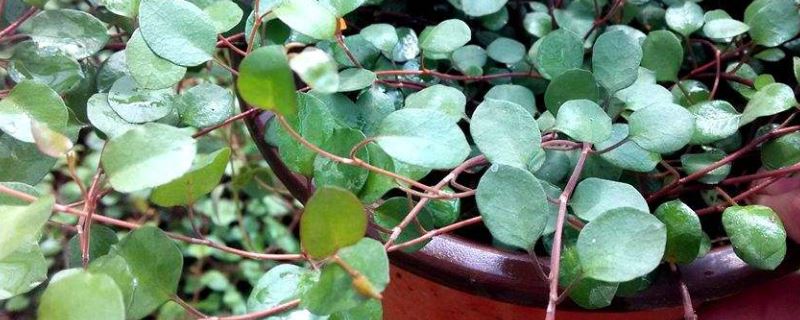 千叶吊兰-蓼科千叶兰属