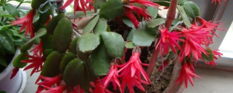 落花之舞-仙人掌科假昙花属