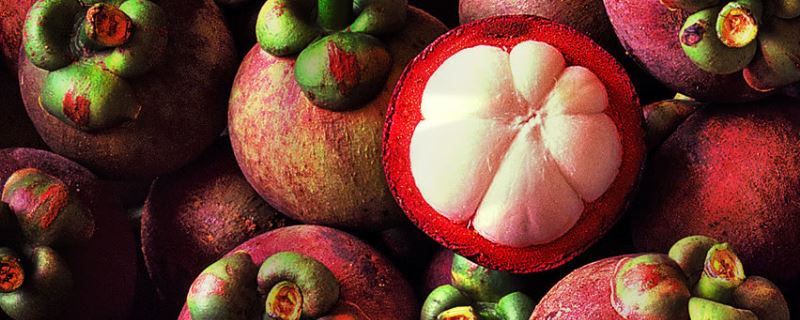 山竹-藤黄科藤黄属