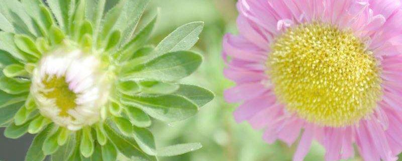 翠菊-菊科翠菊属