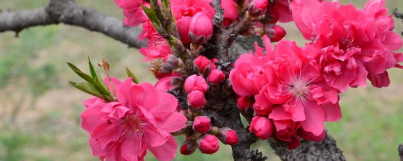 碧桃-蔷薇科李属