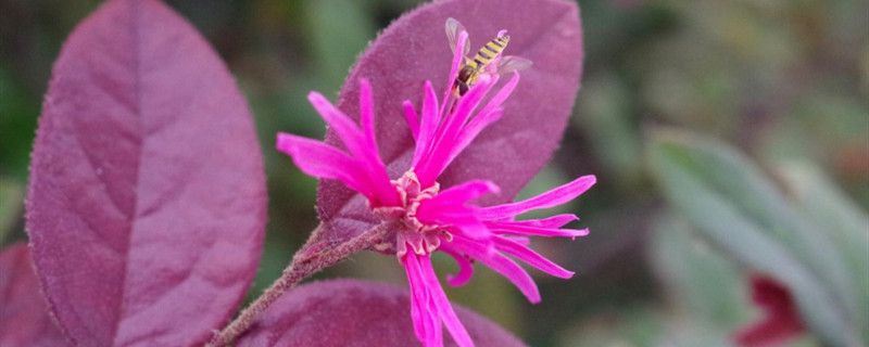 红花继木-金缕梅科檵木属