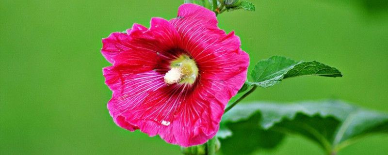 蜀葵-锦葵科蜀葵属