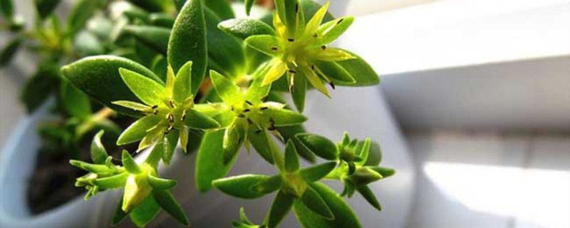 垂盆草-景天科景天属