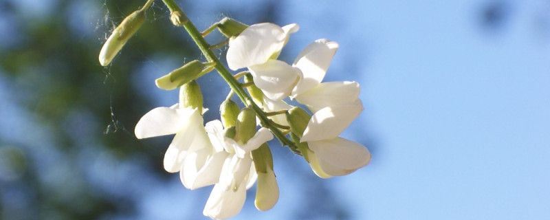 槐花-豆科槐属