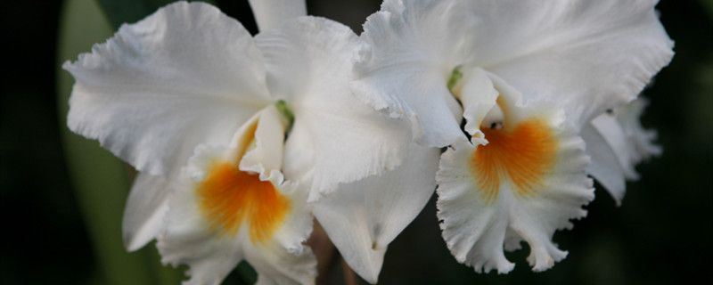 卡特兰-兰科卡特兰属