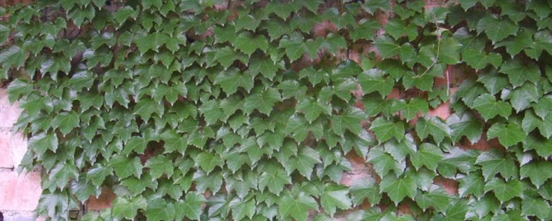 爬山虎-葡萄科地锦属