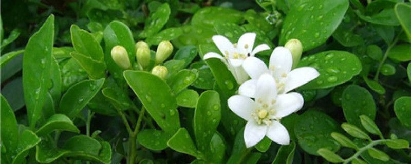 七里香-芸香科九里香属