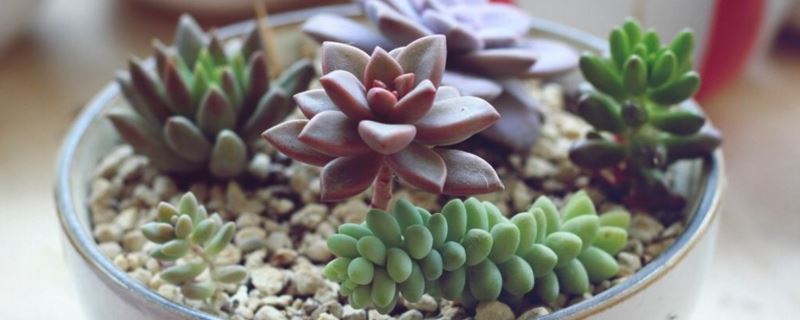 姬胧月-景天科风车草属