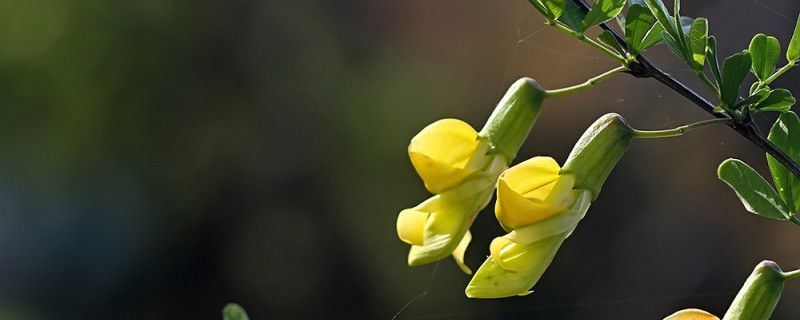 锦鸡儿-豆科锦鸡儿属