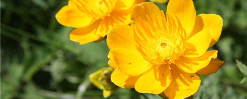 金莲花-毛茛科金莲花属