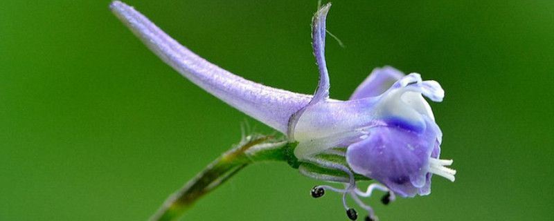 飞燕草-毛茛科飞燕草属