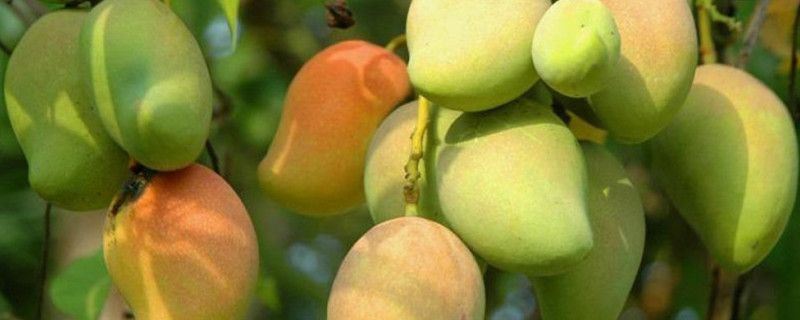 芒果-漆树科杧果属