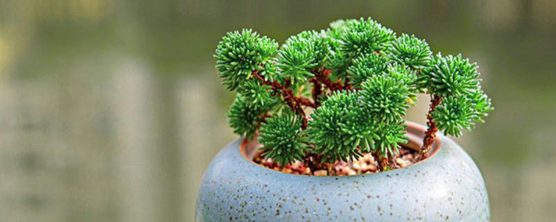 球松-景天科景天属