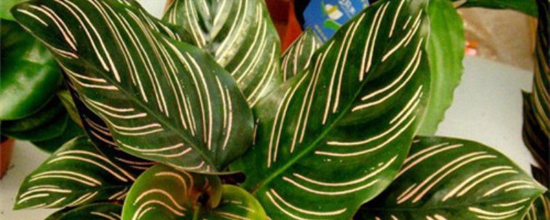 双线竹芋-竹芋科肖竹芋属