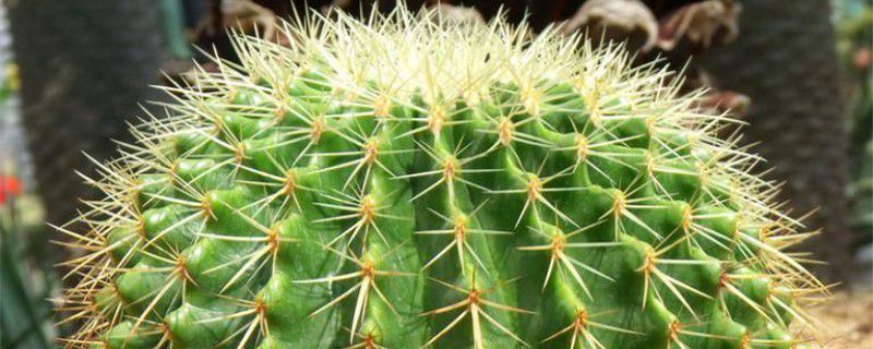 金琥球-仙人掌科金琥属