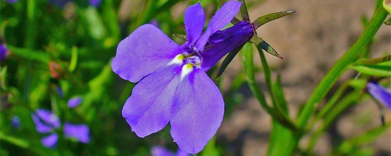 六倍利-桔梗科半边莲属