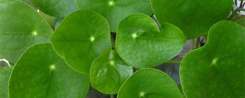 镜面草-荨麻科冷水花属