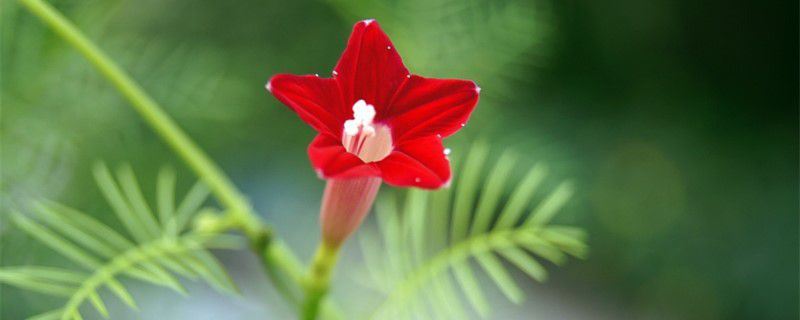 茑萝-旋花科茑萝属