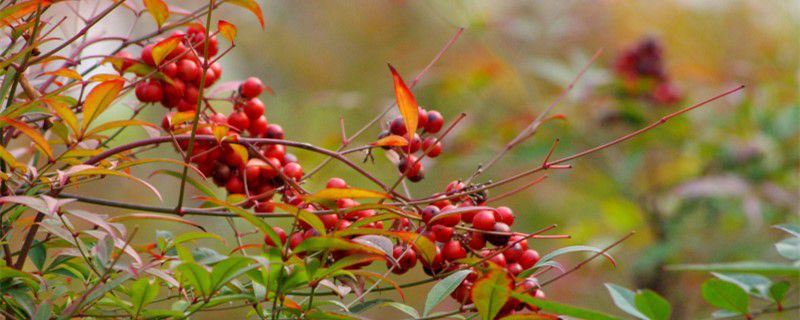 南天竹-小檗科南天竹属