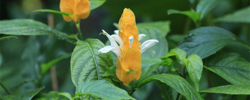 金苞花-爵床科单药花属