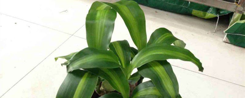 巴西木-龙舌兰科龙血树属