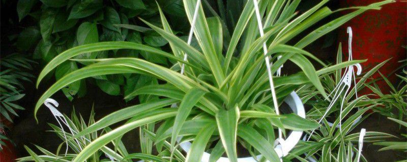 金边吊兰-天门冬科吊兰属