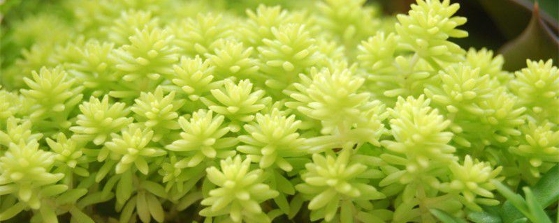 黄金万年草-景天科景天属