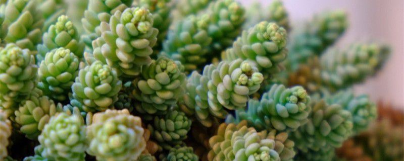 姬星美人-景天科景天属