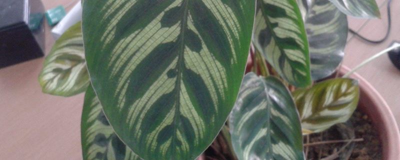 猫眼竹芋-竹芋科肖竹芋属