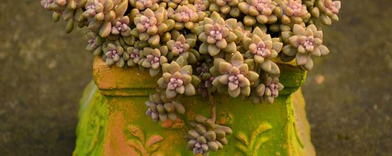 姬秋丽-景天科风车草属