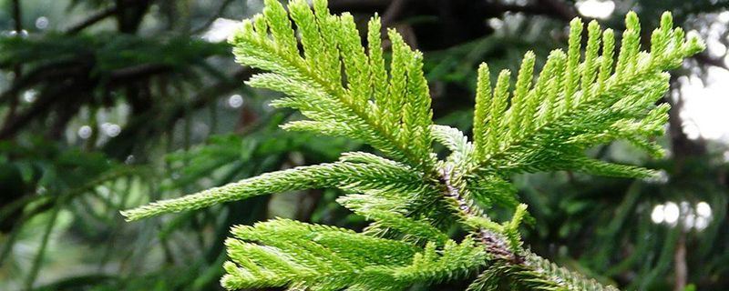 南洋杉-南洋杉科南洋杉属