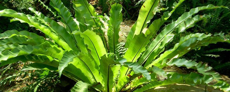 鸟巢蕨-铁角蕨科巢蕨属