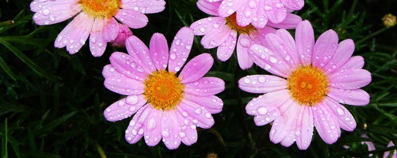 玛格丽特花-菊科木茼蒿属