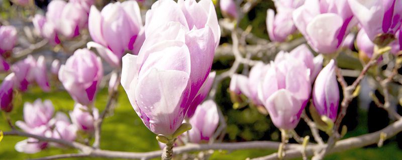 木兰-木兰目木兰属