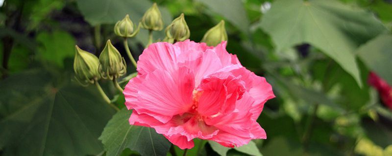 木芙蓉花-锦葵科木槿属